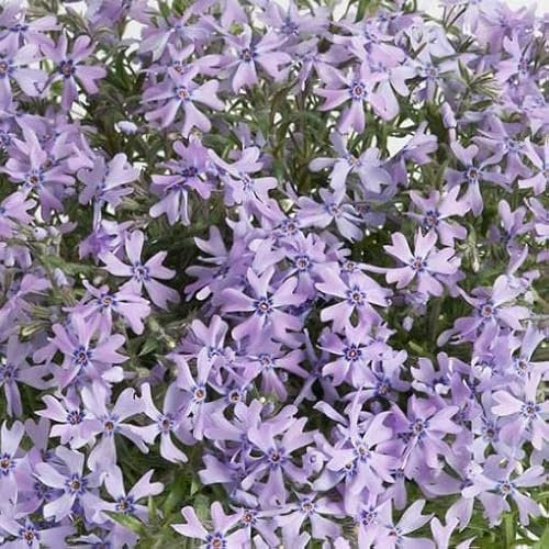 Pianta vera di Phlox subulata Fabulous Blue Dark Center - Diametro Vaso Ø 14 cm
