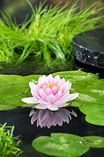 Bloomique - Nymphaea Md Wilfron Gonnere - Rosa Seerose - Zone 4 - Teichpflanzen Winterhart - Wasserpflanzen - Höhe 20-30 cm - Topf 11 cm
