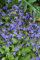 Campanula poscharskyana 'Trollkind' 9x9 cm Topf – Winterhart, Mehrjährig, Pflegeleicht – Polster-Glockenblume – Bodendecker für Steingarten & Beet
