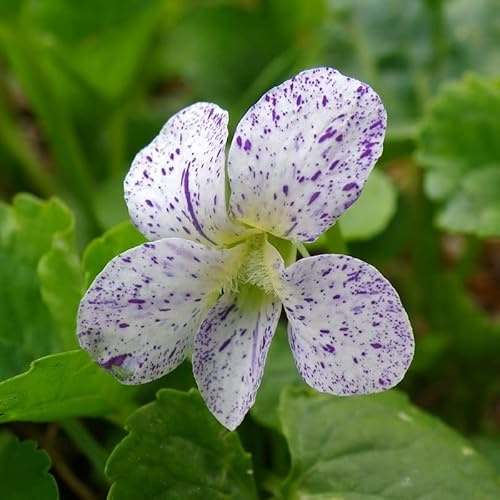6x Pfingst-Veilchen 'Freckles' - Viola sororia 'Freckles' - Topf 9x9cm - Gartenstaude