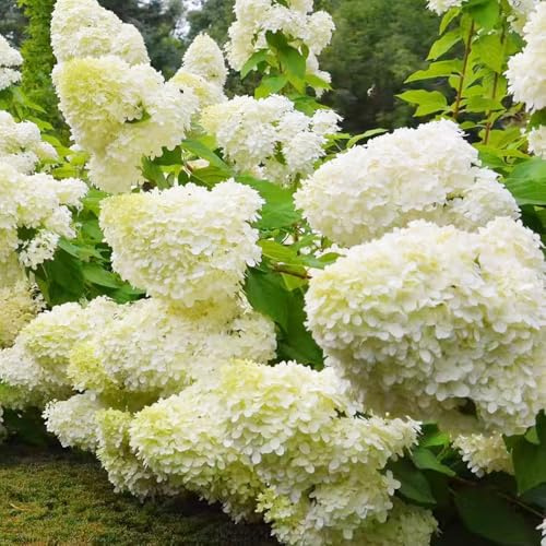 semi ortensia pannocchia - balcone primavera giardino 120pcs
