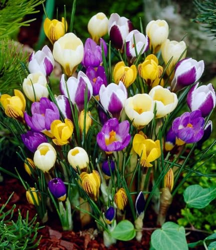 BALDUR Garten 60er Wildkrokus Prachtmischung, Zwiebeln Prachtmischung | Crocus chrysanthus Mix, Blumenzwiebeln, winterhart, pflegeleicht, blühend, Frühlingsblüher, schönes Blütenpolster