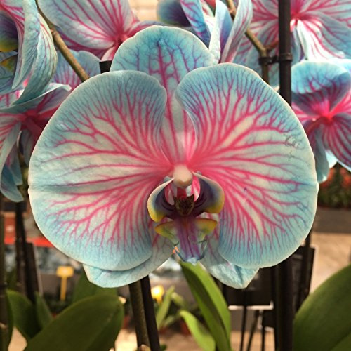 Orquídea Planta - Orquidea Azul - Phalaenopsis - Maceta 12cm. - Altura aprox. 60cm. - Planta viva - (Envíos sólo a Península)