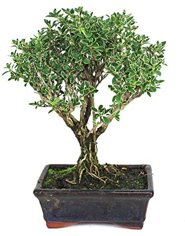 Bonsái de 8 Años Serissa Phoetida Planta Natural con Maceta Ornamental