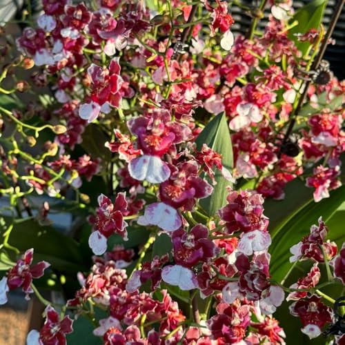 Semi di orchidea Oncidium, da balcone regali sostenibili vecchie varietà serre da giardino semi di orchidea autunnali resistenti decorazione 400pcs