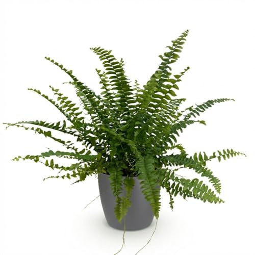Nephrolepsis Exaltata Green Lady Feln – Pianta da interno in vaso grigio Ø 12 cm altezza 25 cm – Pianta verde adatta agli animali domestici – Purificazione dell'aria e facile da pulire – per soggiorno