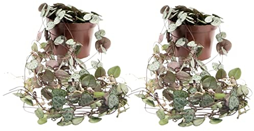 2 x String of Heart - Ceropegia Woodii Trailing Evergreen Indoor Succulent Plants - in 8cm Pot