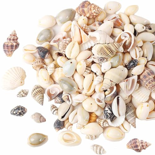 HERZWILD muscheln bastelnmuscheln mit löcher Ideal zum Basteln, für Deko oder zum Schmuckherstellung (mix)