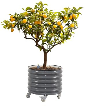 Rolling Metal Citrus Tree Planter, Self-Watering Round Large Pot for Growing Trees Tomatoes Vegetables and Flowers, Raised Garden Bed with Wheels for Porch Patio & Backyard, Single Pack-Modern Gray