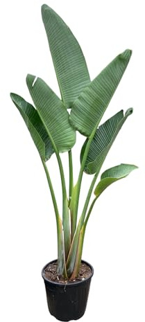 Trendyplants - Strelitzia Augusta - Paradiesvogelblume - Zimmerpflanze - Höhe 150-170 cm - Topfgröße Ø28cm