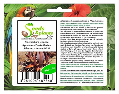 Stk - 10x Aloe barbara jeppeae Agaven und Yukka Garten Pflanzen - Samen ID757 - Seeds & Plants Shop by Ipsa