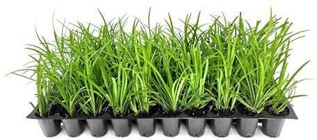 Big Blue Lilyturf | 3 Live Plants | Liriope muscari ‘Big Blue’ | Flowering Ground Cover for Landscaping | Low-Maintenance Ornamental Grass