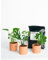 MINIPLANTA Monstera Pack Experiencia: Tres Plantas de Mini Monsteras en Macetas Artesanales con Sustrato Especial para Amantes de Plantas de INTERIOR