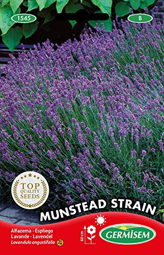 Germisem Echter Lavendel, mehrfarbig, EC1545