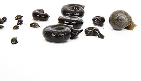 Lincolnshire Pond Plants Ltd 10 x mixed snails - Tadpole Bladder - Ramshorn - Greater pond snail Pond Snail Aquarium