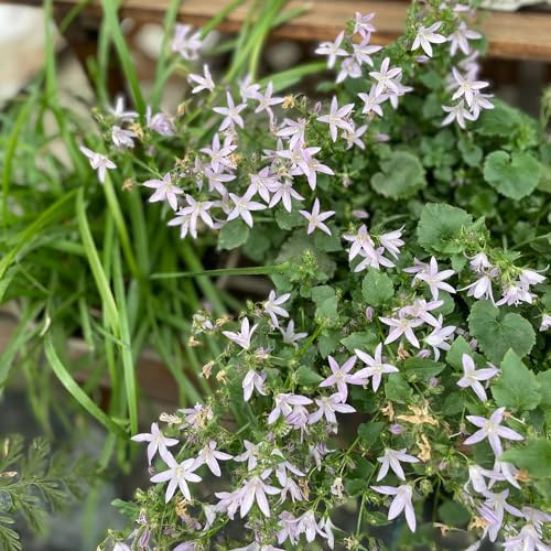 semi di campanula - resistenti, giardino 2000pcs