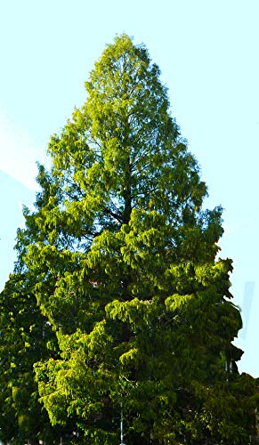 Seedeo® Anzuchtset Urwelt-Mammutbaum (Metasequoia glyptostroboides) 200 Samen