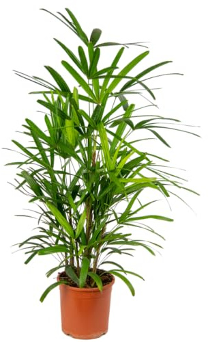 Palmera Bambú Natural Rhapis Excelsa Planta Resistente y Fácil de Mantener