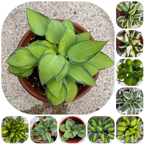 semi di hosta resistenti, perenni balcone esterno di copertura del terreno 1000pcs