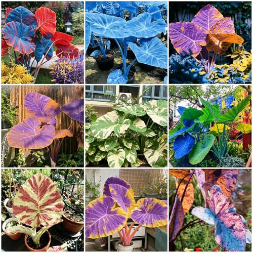 5zwiebeln elefantenohr Elefantenohrzwiebeln Ausgezeichnete Verzierung gartenpflanzen