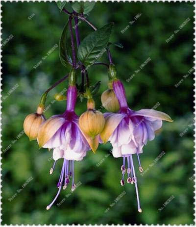 Lot de 100 demi-sacs Fucsia, Fucsia, Bonsaï, Semi Suspendus, en Vaso Semi Lanterna Bégonia per Il Giardino di Casa
