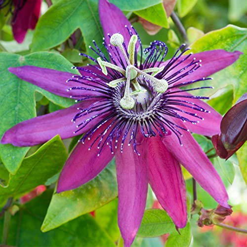 GardenersDream Passiflora Beervelde - Mehrfarbige Passionsblume Pflanze - Kletterpflanzen Großblumig - Balkon Pflanzen Exotisch