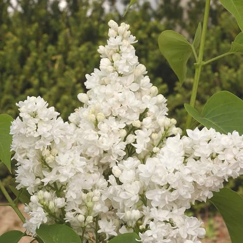GARTEN SCHLÜTER® Edelflieder 'Dentelle d'Anjou'