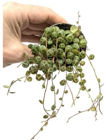 Peperomia Prostrata - String of Turtles 6cm