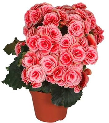 Begonia Elatior en Maceta Decorativa Planta Viva con Flor de Colores Intensos