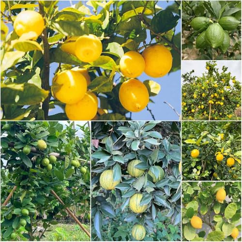 Limonero resistente - semi di bonsái limonero reale decorativo colonnario nani semi 15pcs