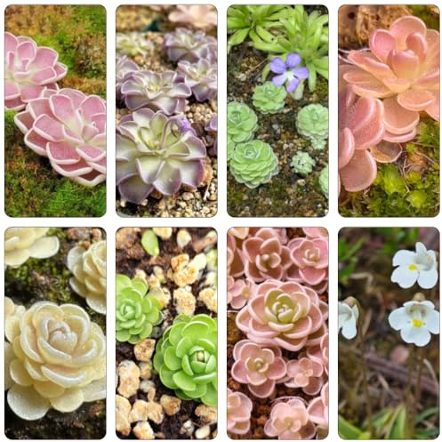 fettkraut gartenkräuter fleischfressende wildkräuter blumendeko büropflanzen blumenwiesensaat balkonpflanzen balkon hochbeet pflanzenkübel exotische zimmerpflanzen kräuterpflanzen 80samen