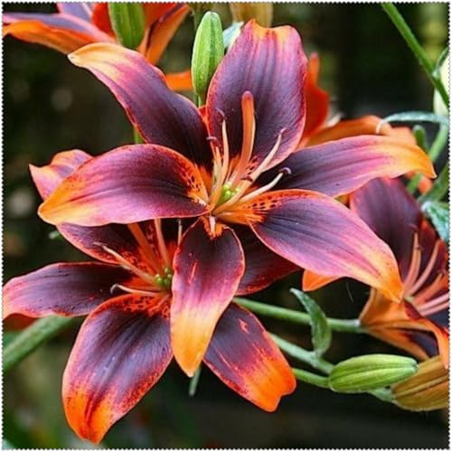 Rizomas de Lirio- Lirios Perennes Resistentes- Cultivo de Lirios Raros- Adecuado Para Plantar en Primavera y Otoño.-4 Rizomas-G