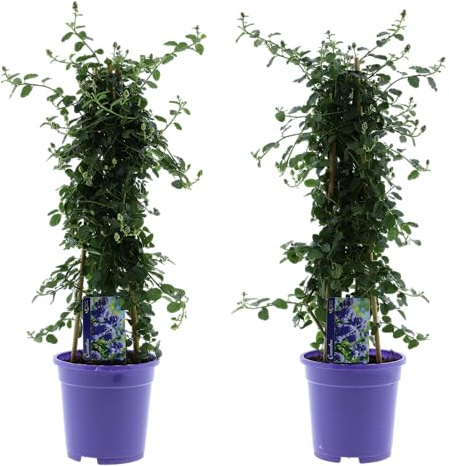Amerikanischer Flieder (Syringa vulgaris) XL Pyramide 60-70cm - Duftender Zierstrauch für Garten & Terrasse, 17 cm Topf (2)