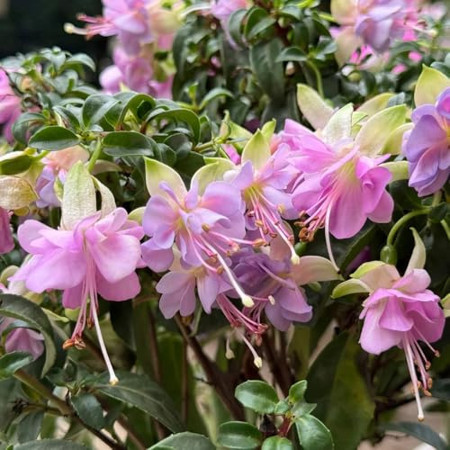 Fuchsien, zimmerpflanzen blumendeko balkongewächshäuser seltene gartendeko für draußen wildblumensamen alte sorten 30Samen