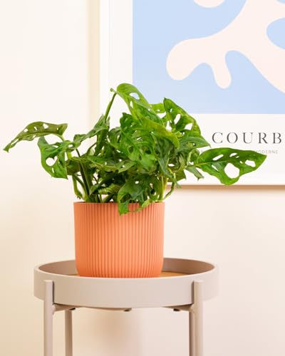 Prickle Plants Window-Leaf Monstera Plant - Trendy Indoor Monstera with Distinctive Split Leaves, Easy Care Plant for Modern Homes and Offices (20-30cm incl. 12cm Pot)