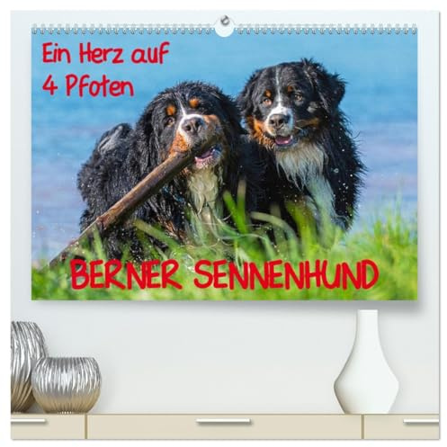 Ein Herz auf 4 Pfoten - Berner Sennenhund (hochwertiger Premium Wandkalender 2026 DIN A2 quer), Kunstdruck in Hochglanz: Mit Berner Sennenhunden durch das Jahr (CALVENDO Tiere)