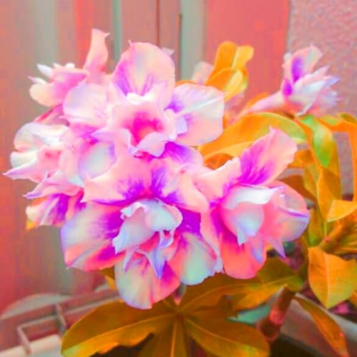 WüStenrosenknolle-Winterhart MehrjäHrig,Wüstenrose Rhizome,WüStenrose Pflanze,Adenium Obesum Pflanze,Wüstenrose Pflanze Im Topf,Bonsai-Pflanzen,Einfach Zu Pflanzen-1knolle-c