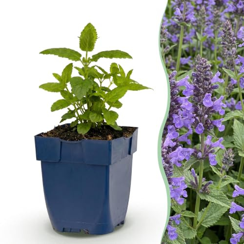 Green boutiQ - Stauden - Nepeta nerv. Neptune - Katzenminze - Bienen und Schmetterlingsanwerfer - Lila - 1 Pflanze - Topf 11cm - Höhe 15-25cm