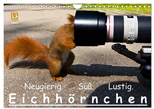 Eichhörnchen (Wandkalender 2024 DIN A4 quer), CALVENDO Monatskalender: Lustige, kleine, flinke Tierchen die jeder gerne sieht und sie beobachtet. Hier ... von 12 wunderbaren Bildern. (CALVENDO Tiere)