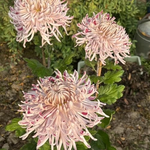 semi di crisantemo - copertura del terreno resistente, giardino perenni balcone 150pcs