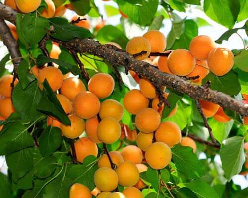 ALBERO DI ALBICOCCO ALBICOCCA ALBICOCCHE CAFONA IN VASO 17 cm