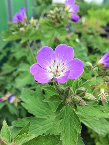 Geranium sylvaticum – Wood Cranesbill | Wild Flowers 1gram Perennial Seeds. UK Delivery Only.