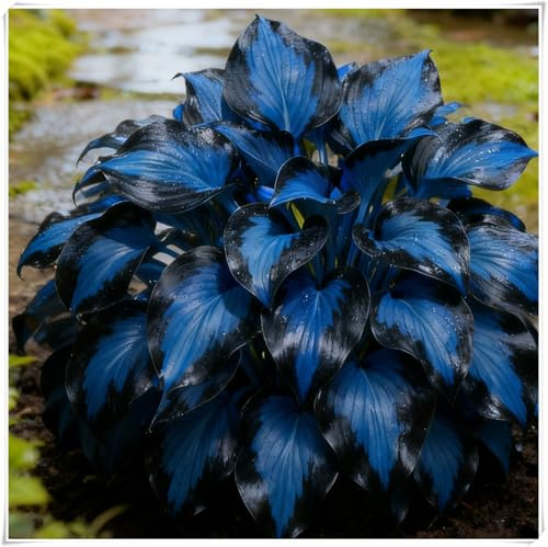 Otoño o primavera,En maceta,Excelente para plantar en interiores o exteriores-Rizomas de Hosta -Fácil de cultivar. -4 Rizomas-F