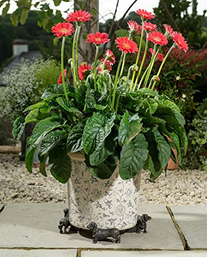 Potty Feet Blumentopffüße Töpfchenfüße Dackel, Kunstharz, Bronze, Einheitsgröße