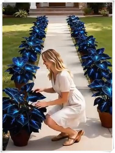 resistenti al freddo e alla siccità,Bulbi di Hosta -Radici selezionate di hosta,miste,adatte per la decorazione di giardini e balconi-4 Bulbi-E