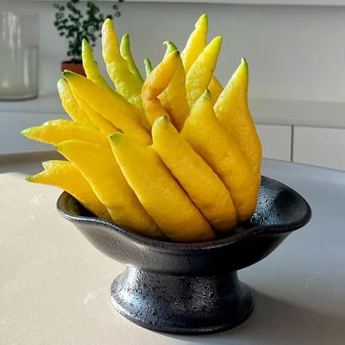 Semi di bergamotto, le sono resistenti Citrus medica, da frutto colonnare da balcone semi di resistenti 60pcs