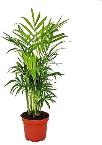 Palmera de Interior Chamaedorea Elegans Palmera de Salón Planta Camadorea Natural