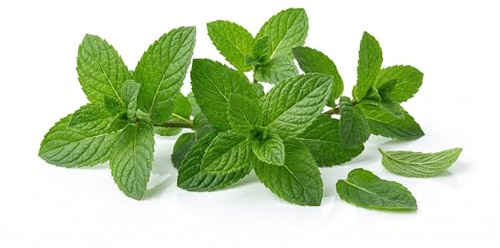 Semi di Menta 6g | Sementi di Menta Aromatica | Pianta Aromatica Profumata per Orto, Vaso e Balcone | Semi da Orto Alta Germinazione | Ideali per Cucina, Tisane e Giardinaggio Domestico