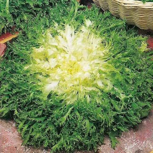 1 Pack of 750 SEEEDS Endive - Pancalieri