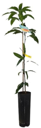 Planta natural de Mango Indica, 120-130 cm. Fruta tropical dulce, jugosa y aromática, con piel verde a amarilla y sabor intenso. Segura Garden